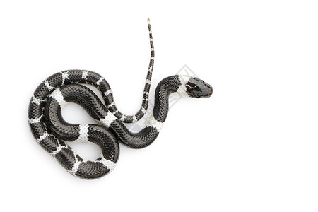 白色背景的小蛇Lycodonlaoensis的图像高清图片