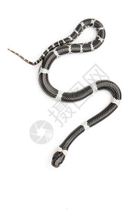 白色背景的小蛇Lycodonlaoensis的图像背景图片
