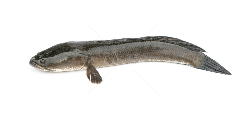 白背景的条纹蛇头鱼图像水生动物图片