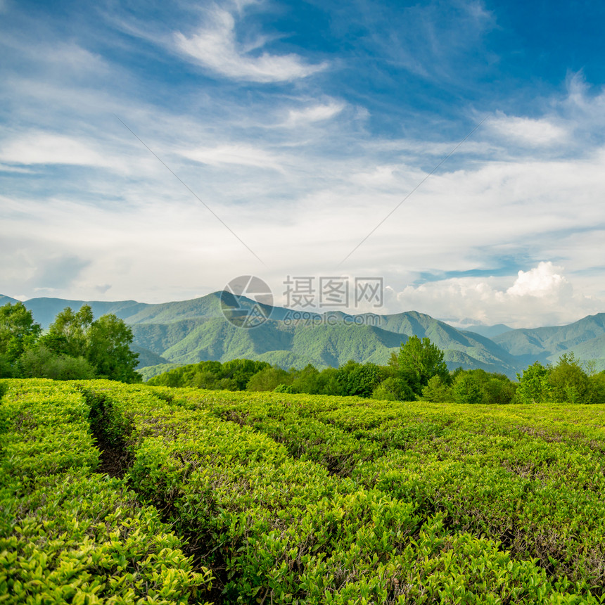 索契山的茶叶种植园图片