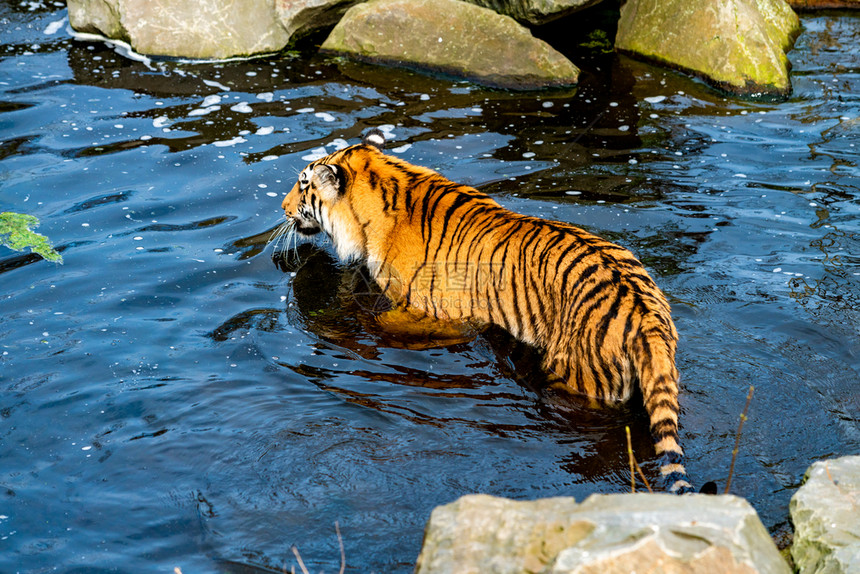 老虎在水中行走图片