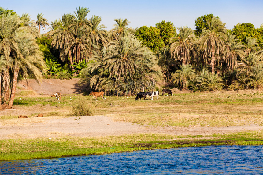 埃及卢克索尼罗河的景象图片