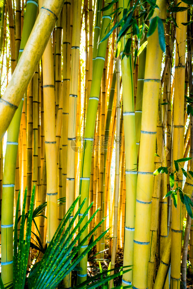 竹芽林草植物图片