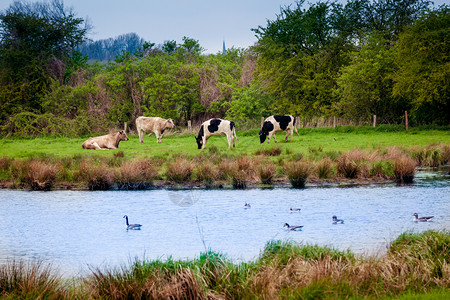 牛在河边放牧图片