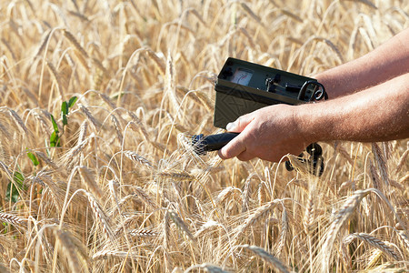测量小麦辐射水平图片