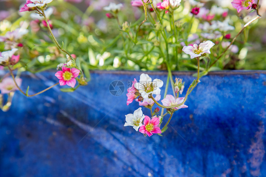 在蓝锅里鲜花在自己的园里春天图片
