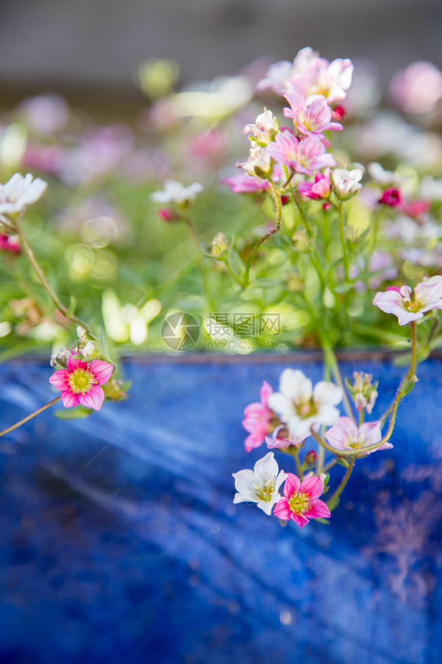 在蓝锅里鲜花在自己的园里春天图片