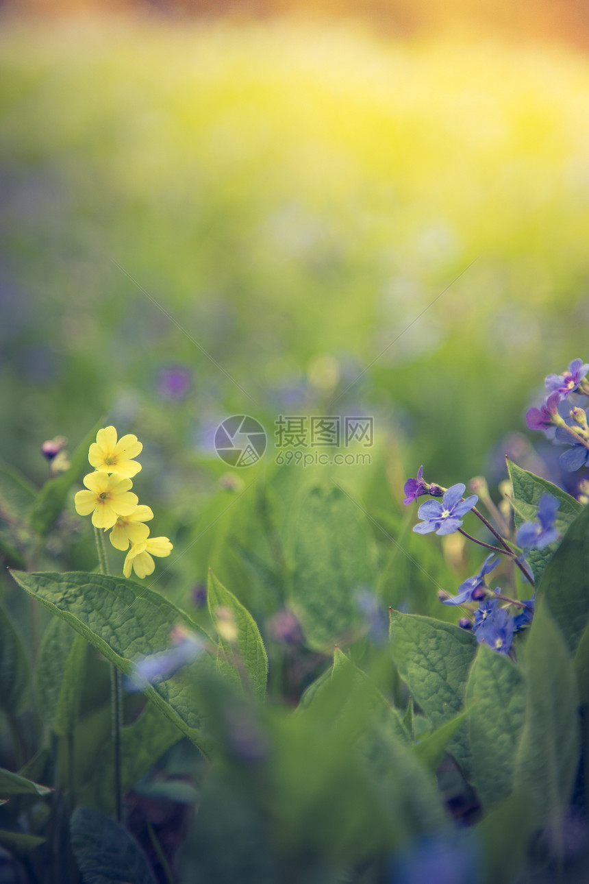 春花鲜朵多彩的夏季野花草地图片