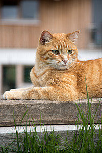 红斑猫躺在户外的木板上背景图片