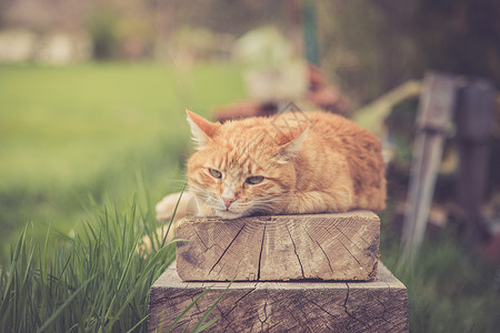 红斑猫躺在户外的木板上图片