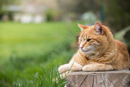 红斑猫躺在户外的木板上图片