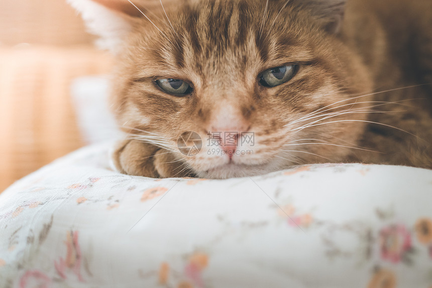 红猫咪在撒谎家里享受着图片