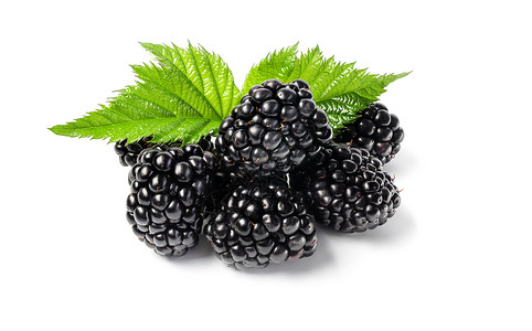 黑色苦味浆果新鲜黑莓的近镜头白色背景的孤立背景