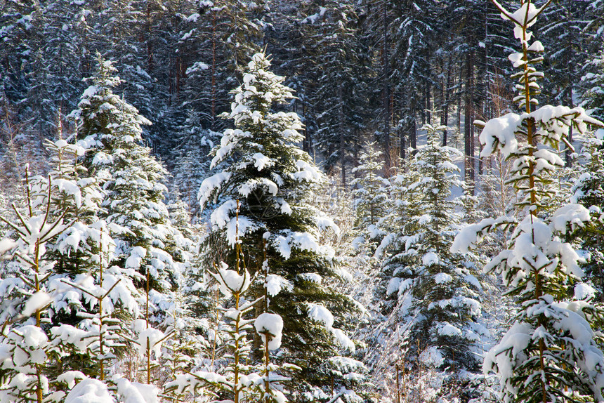 冬季风景有雪树图片