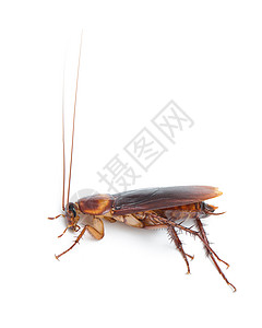 白色背景中孤立的蟑螂背景图片