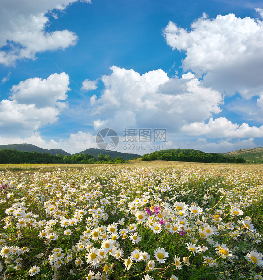 草原上的春菊花美丽风景图片