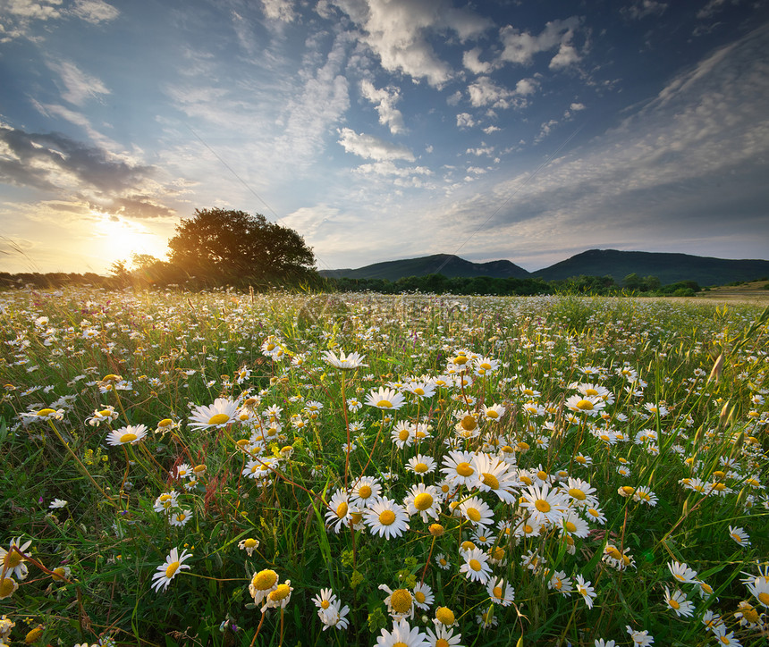 草原上的春菊花美丽风景图片