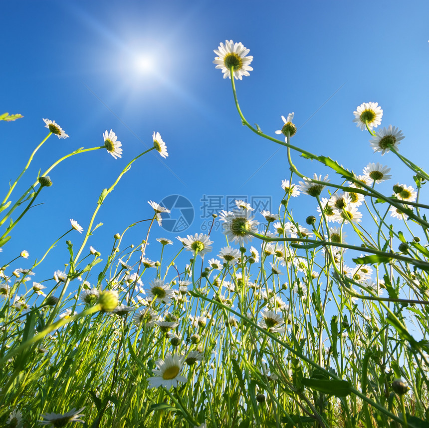 菊花和蓝天空的草地大自然构成图片