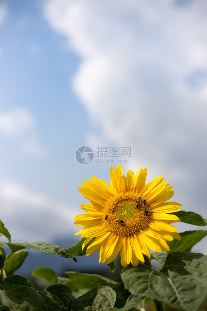 夏日美丽明开的向葵田地云丽的天空图片