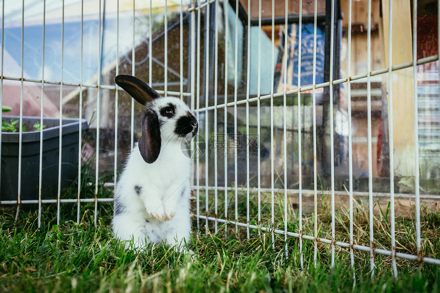 小兔子坐在户外大院里绿草春天图片
