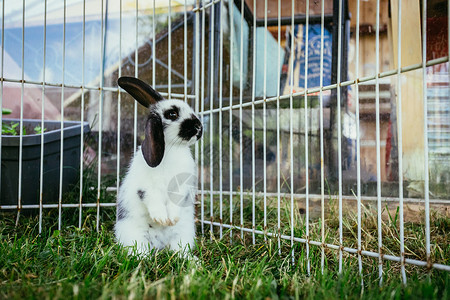 小兔子坐在户外大院里绿草春天图片