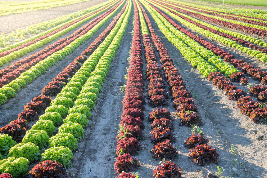 农业场的绿色和红沙拉田地收割图片