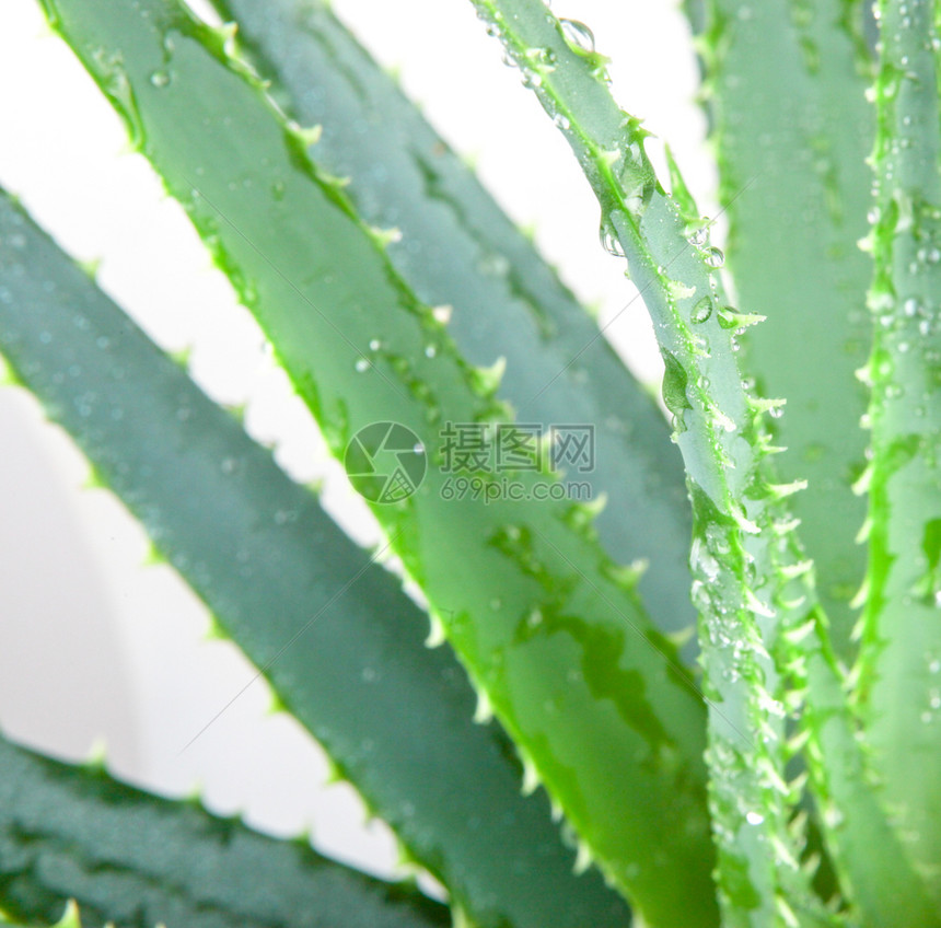 Aloevera一直被广泛发展成一种有机植物种是现代园艺人所喜爱的作为一种推定的药用植物并且是因为它的有趣花朵形态和富饶图片