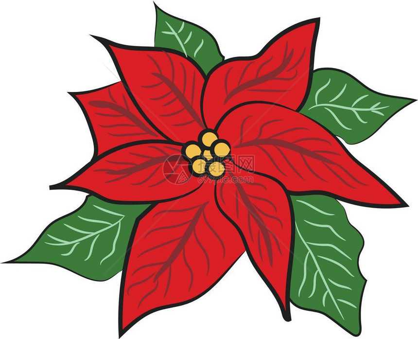 红圣诞花装饰配有绿叶矢量彩色绘画或插图图片