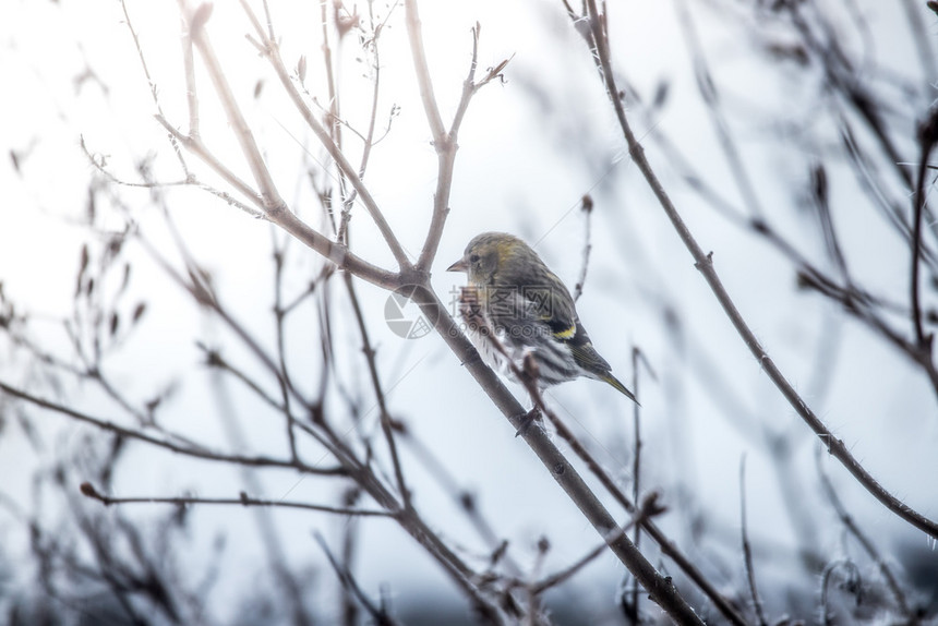 鸟儿在冬天坐树枝上图片