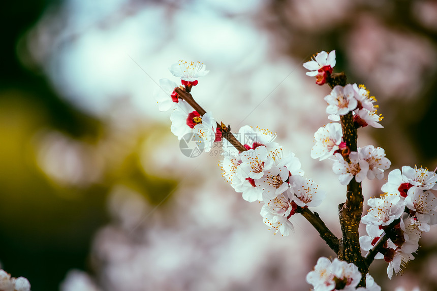 近距离的图片开花杏树粉红色花在春天图片
