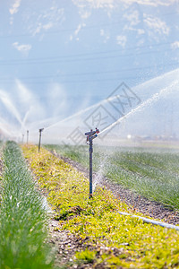 农业田里的灌溉厂夏日土壤背景图片