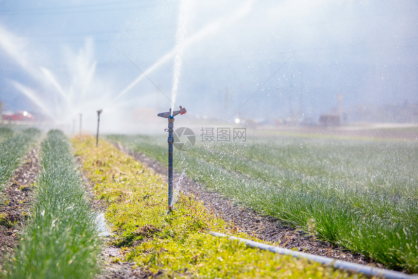农业田里的灌溉厂夏日土壤图片
