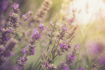 在紫衣草地上紧贴着熏衣草花的朵明信片图片