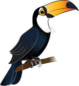 Atoucan鸟与亮橙嘴坐在树枝矢量的彩色图画或插上图片