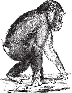黑猩古代雕刻的插图来自PaulGervais的动物元素图片