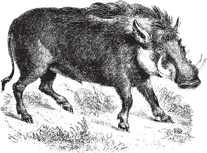 野猪养猪古代雕刻的插图来自PaulGervais的动物学元素插画
