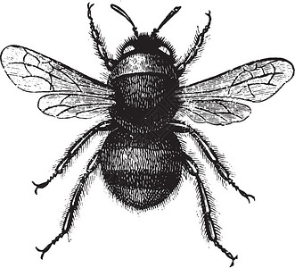 土蜜蜂女土生长的大黄蜂古老雕刻插图来自PaulGervais的动物元素插画