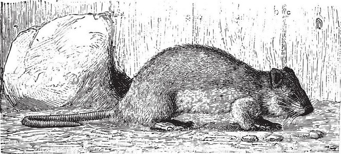 棕色的老鼠古雕刻插图来自佐伊科的DeutchVogel教学背景图片
