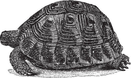 陆地海龟古老的雕刻图解来自动物学的DeutchVogel教学图片