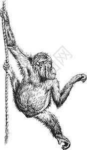 Orangutan古代刻画插图来自PaulGervais的动物元素图片