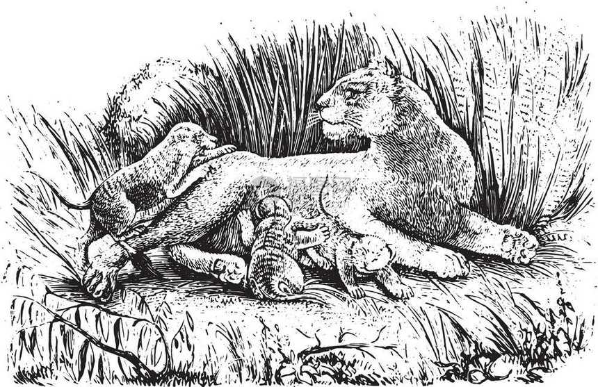 狮子座和她的幼崽古老雕刻插图来自PaulGervais的动物元素图片