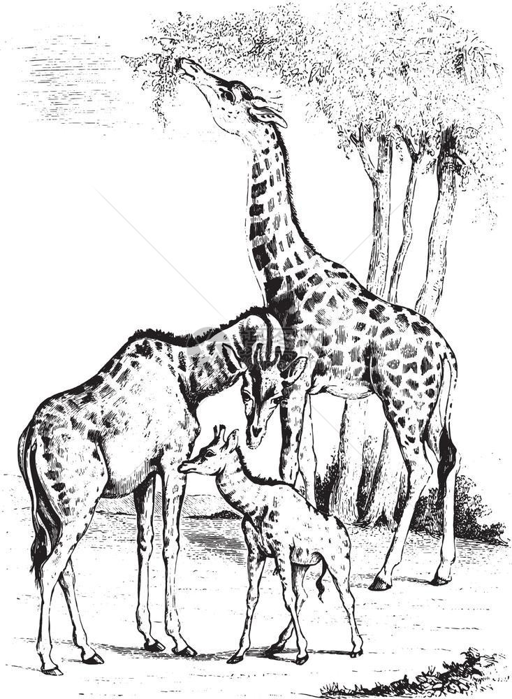 Giraffe古代雕刻的插图来自PaulGervais的动物学元素图片