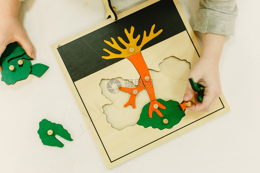 从上面看到一个蒙特索里拼图来学习树的部位由孩子使用图片