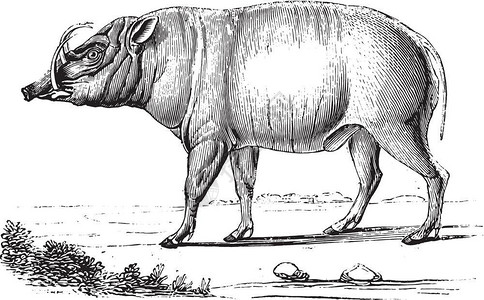 Babirusa古代雕刻的插图来自PaulGervais的动物学元素图片
