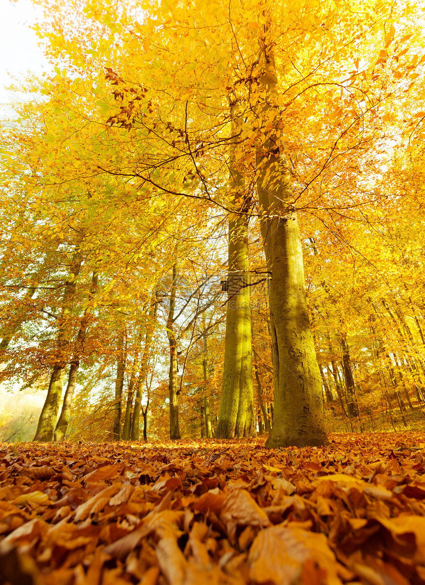 森林的秋天景象地树木秋天叶自然的户外植被景观概念森林的秋天景象图片
