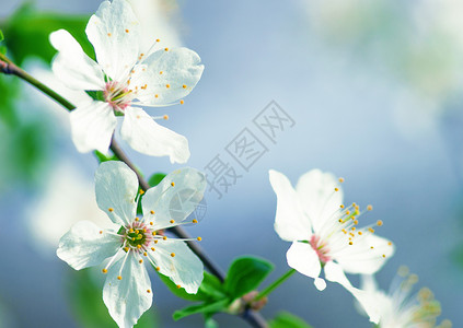 春天的白樱桃树花背景图片
