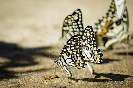 地面上的石灰蝴蝶Papiliodemoleus群昆虫动物图片