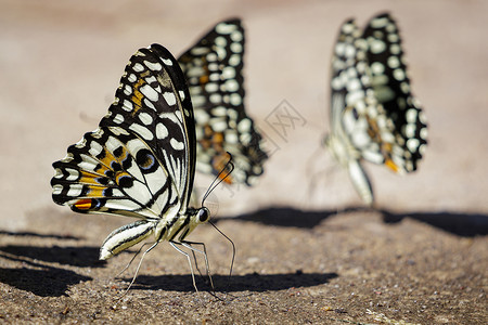 德莫斯地面上的石灰蝴蝶Papiliodemoleus群昆虫动物背景