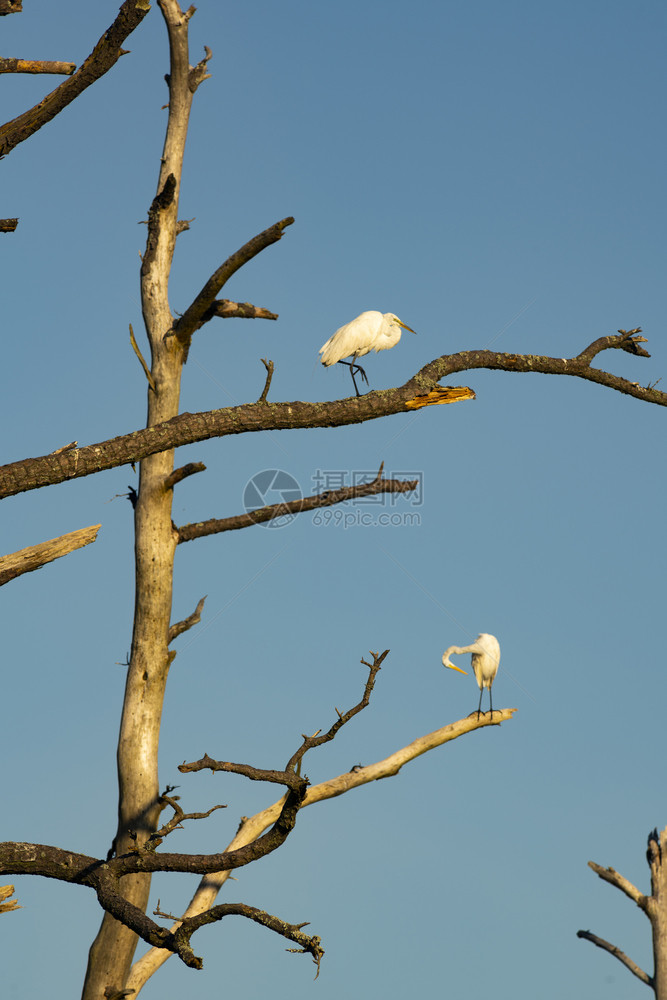 两只鸟和新郎在阿萨塔格岛的一棵树上图片