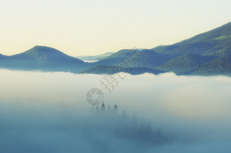 雾的山丘上林背景